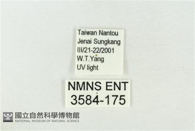 連珠波紋蛾藏品圖，第3張