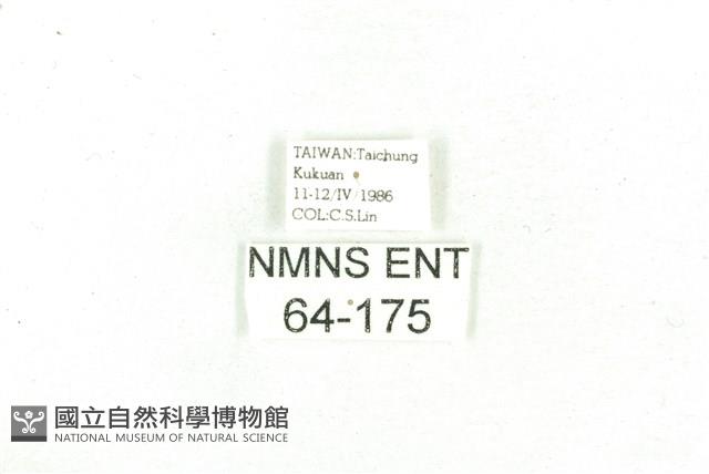 乳白斑燈蛾藏品圖，第3張