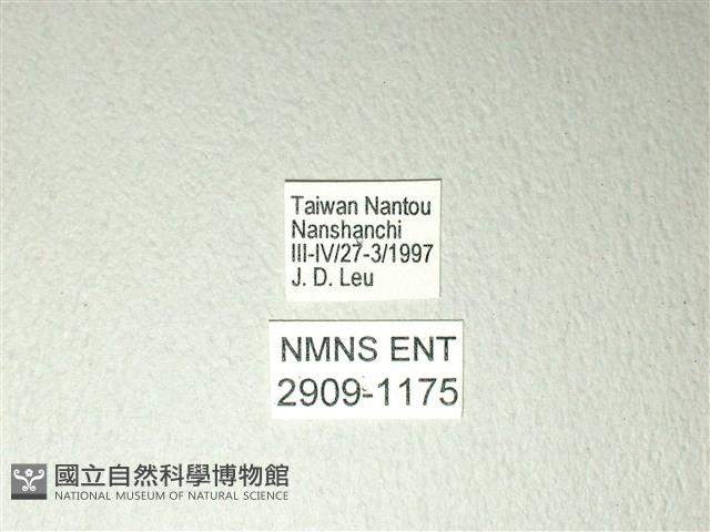黃星斑鳳蝶藏品圖，第3張