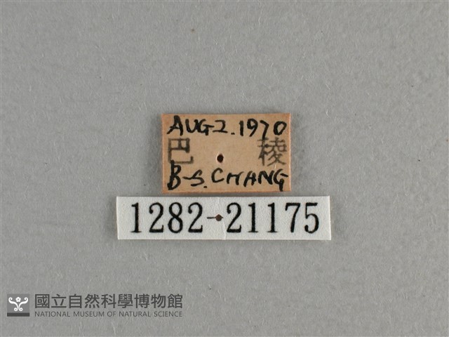 臺灣斑眼蝶藏品圖，第3張