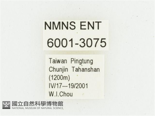 血紅虎斑花金龜藏品圖，第2張