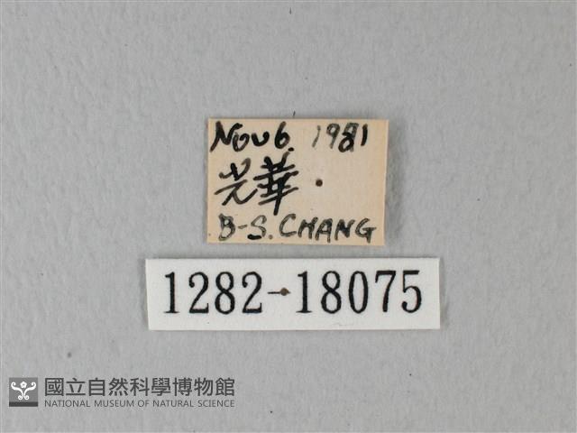 緣點白粉蝶藏品圖，第3張