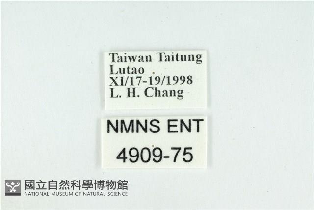 折列藍灰蝶沖繩亞種藏品圖，第3張