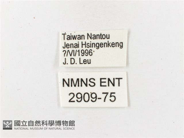 玉山幽眼蝶藏品圖，第3張