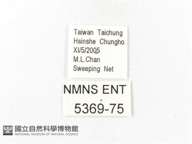 重陽木螢斑蛾藏品圖，第3張