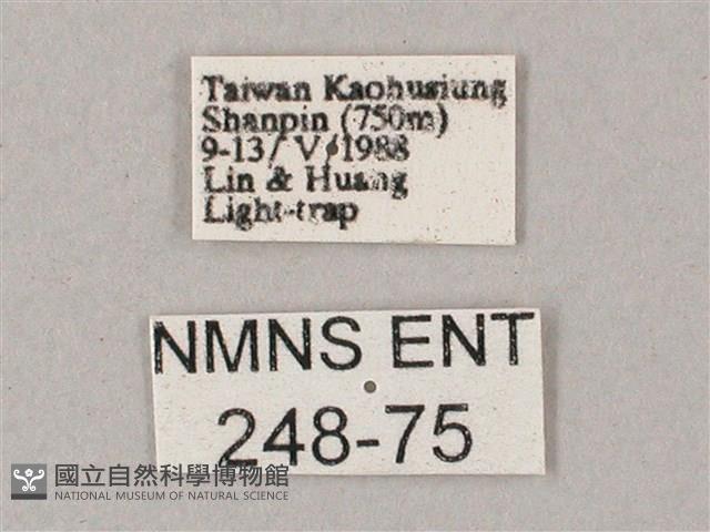 綠背斜紋天蛾藏品圖，第3張