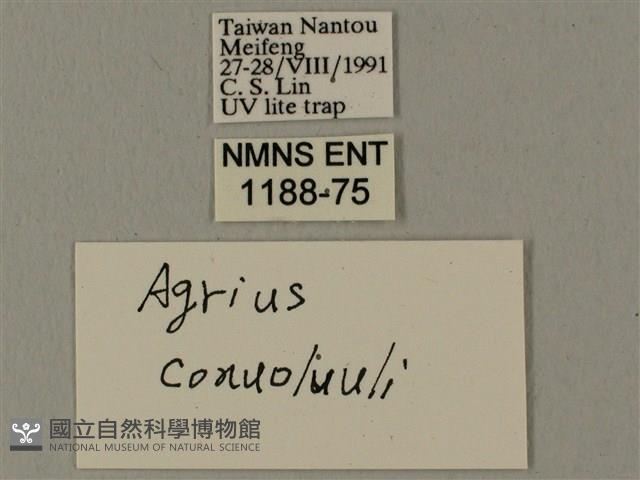 蝦殼天蛾藏品圖，第3張