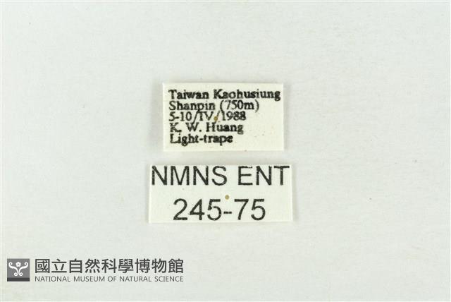 素木綠刺蛾藏品圖，第3張