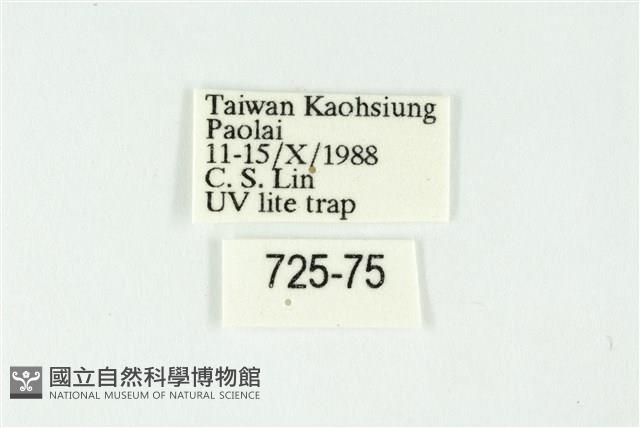 白斑散紋夜蛾藏品圖，第3張