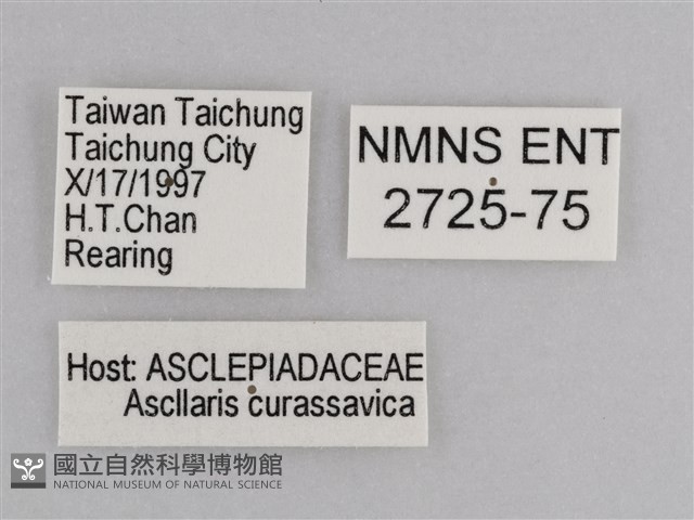 樺斑蝶藏品圖，第3張