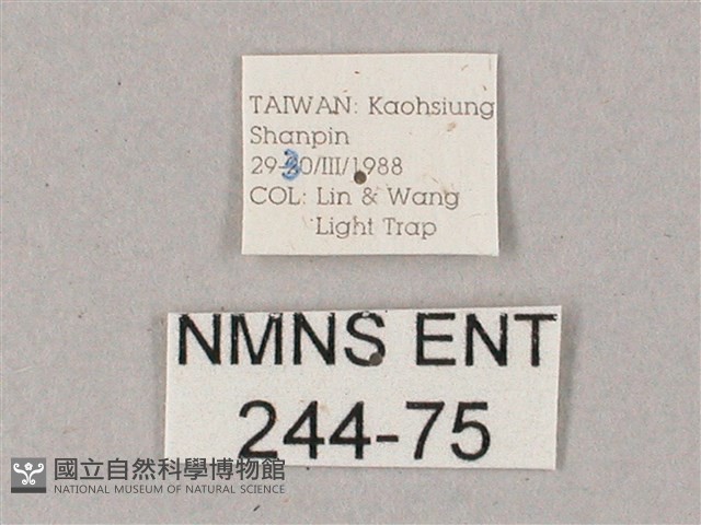 雙斑白肩天蛾藏品圖，第3張