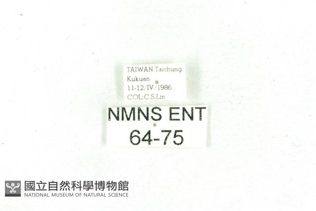 乳白斑燈蛾藏品圖，第3張