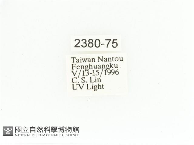 艷金龜藏品圖，第2張