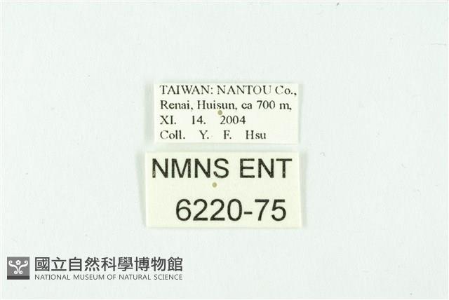 蓬萊虎灰蝶藏品圖，第3張