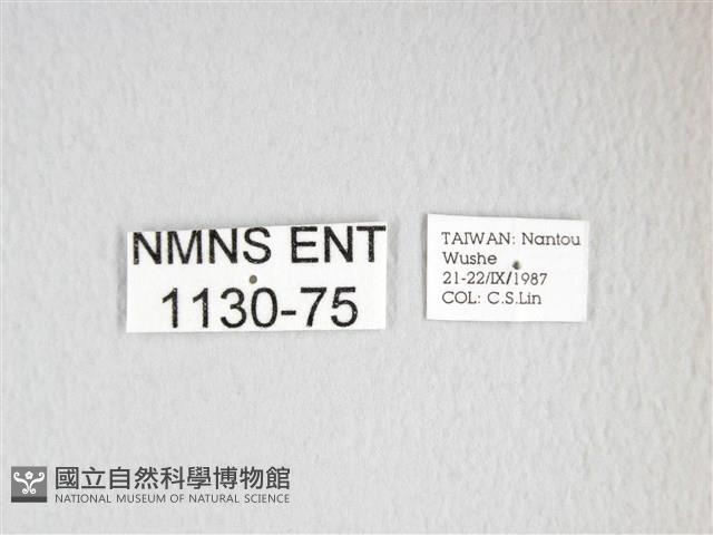 雙黑目天蠶蛾藏品圖，第3張