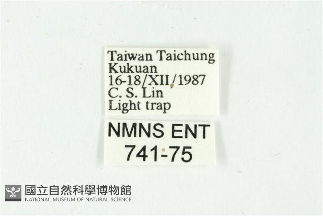 白斑散紋夜蛾藏品圖，第3張