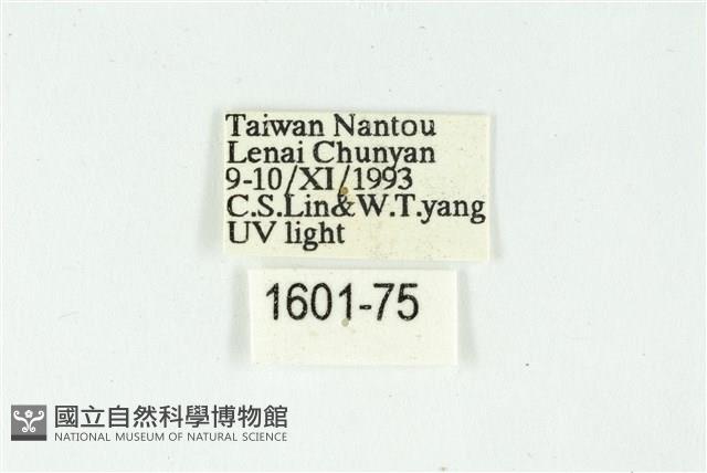 白斑散紋夜蛾藏品圖，第3張