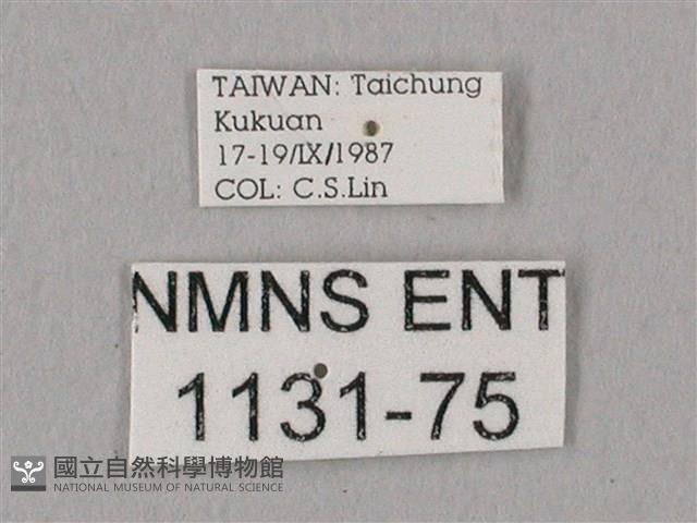 栗六點天蛾藏品圖，第3張