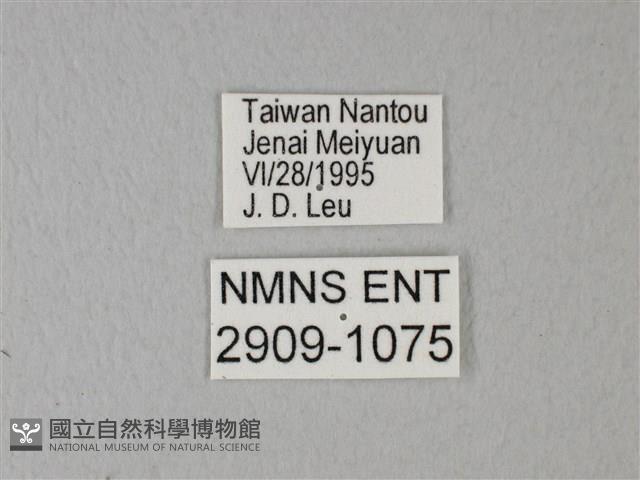 異粉蝶、雌白黃蝶藏品圖，第3張