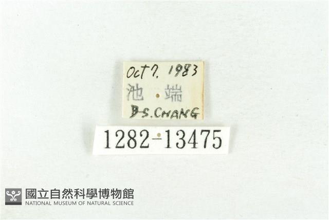 樹形尺蛾藏品圖，第3張