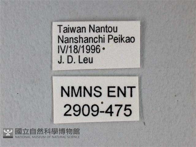 異粉蝶、雌白黃蝶藏品圖，第3張