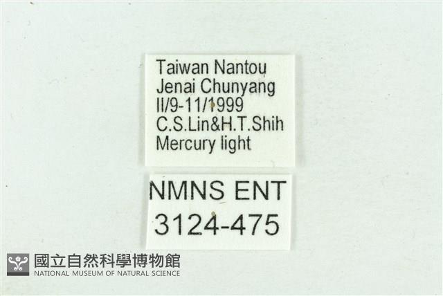 粉紅帶散紋夜蛾藏品圖，第3張