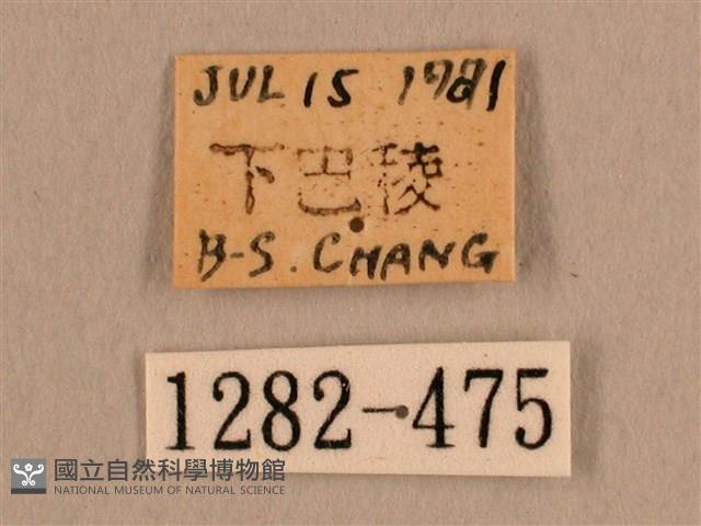 背線天蛾藏品圖，第3張