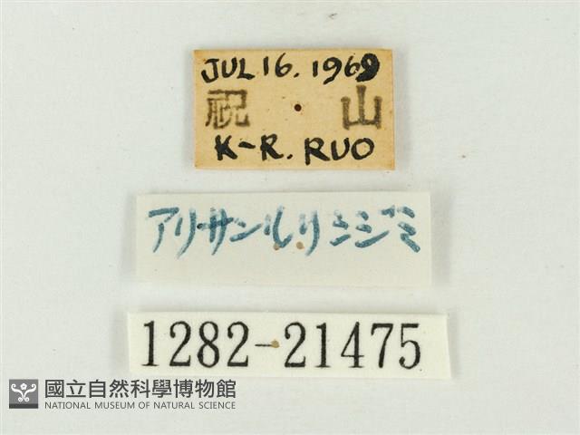 大紫琉灰蝶藏品圖，第3張