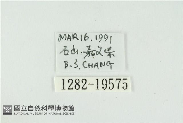 寬紋黃毒蛾藏品圖，第3張