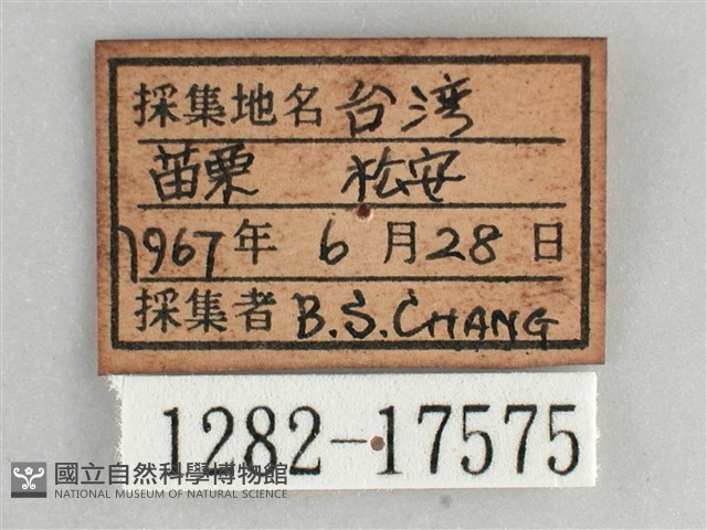 琉璃蛺蝶藏品圖，第3張