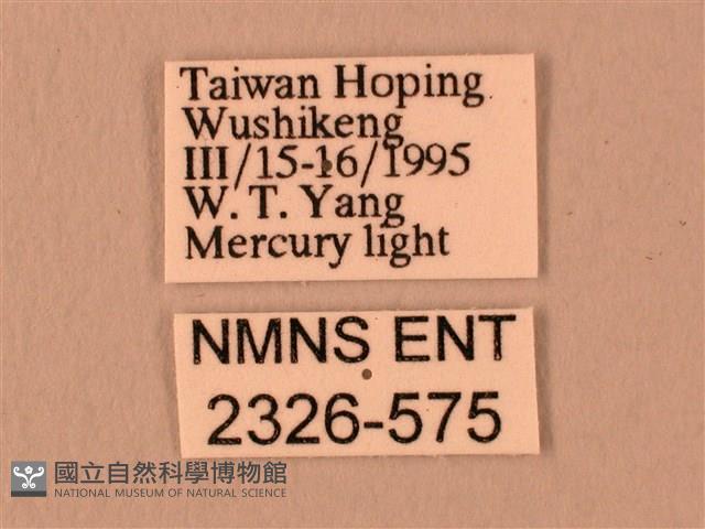 楓天蛾藏品圖，第3張