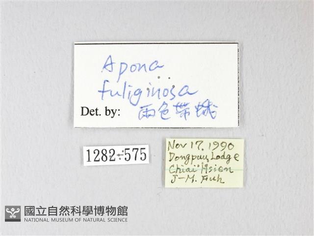 兩色帶蛾藏品圖，第3張