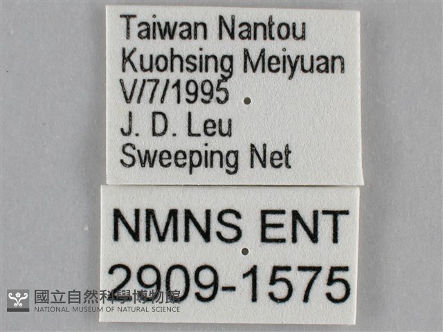 紫俳線蛺蝶藏品圖，第3張