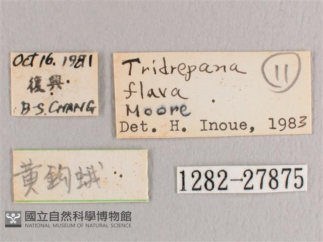 黃鉤蛾藏品圖，第3張