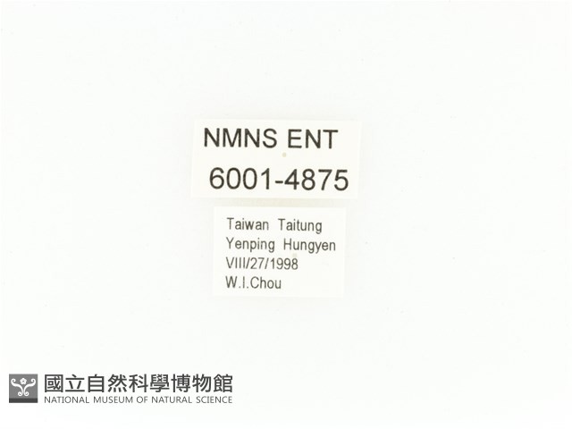 臺灣扇角金龜藏品圖，第2張