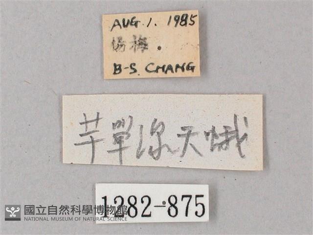 單斜紋天蛾藏品圖，第3張