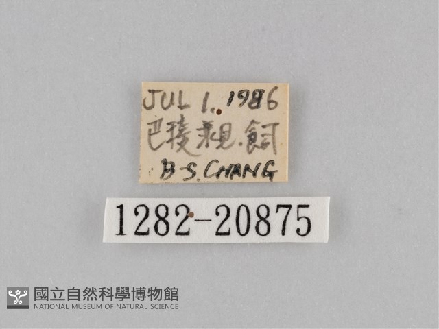 褐翅蔭眼蝶藏品圖，第3張