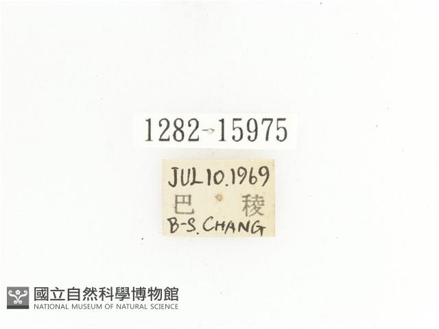 金艷騷金龜藏品圖，第2張