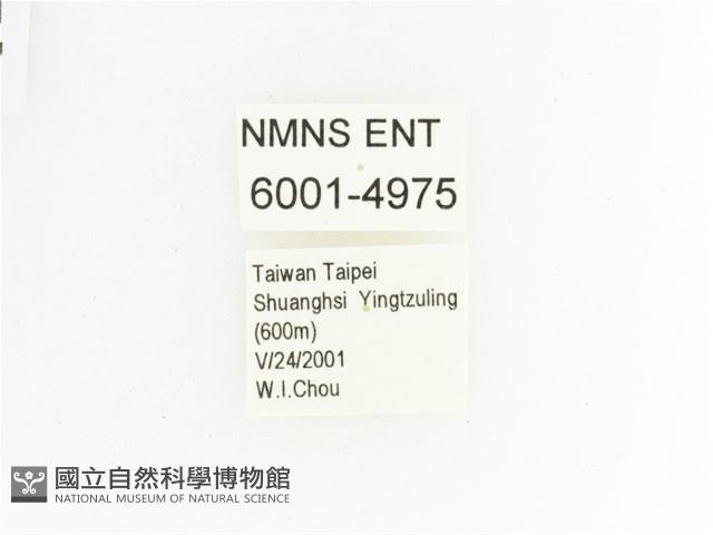 綠艷金龜藏品圖，第2張