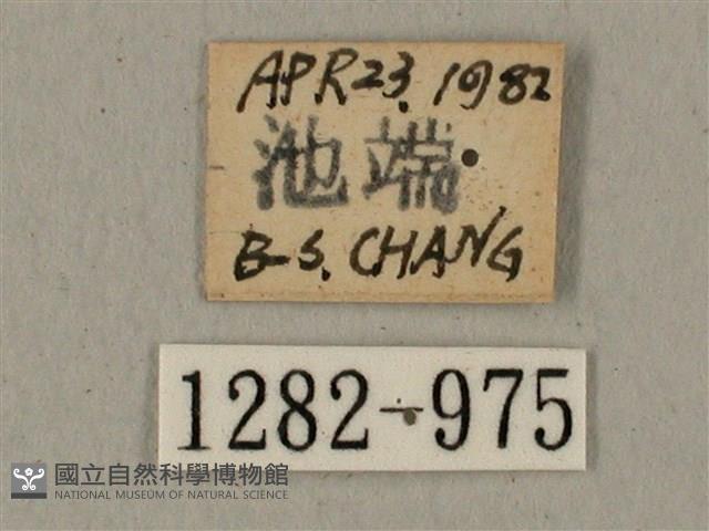 全緣缺角天蛾藏品圖，第3張