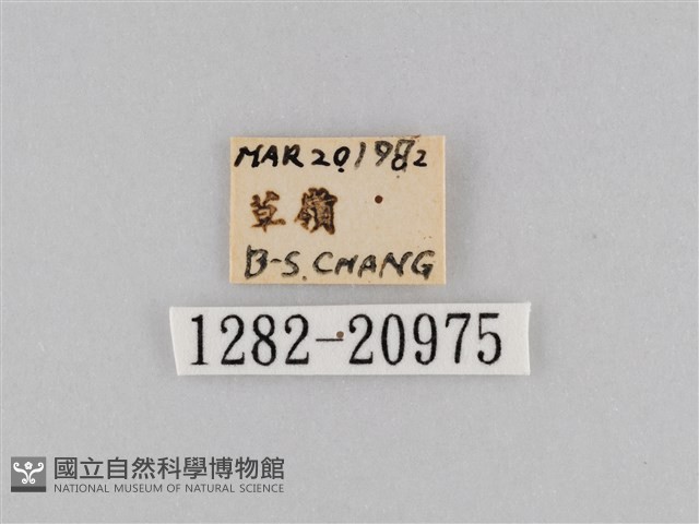密紋波眼蝶藏品圖，第3張