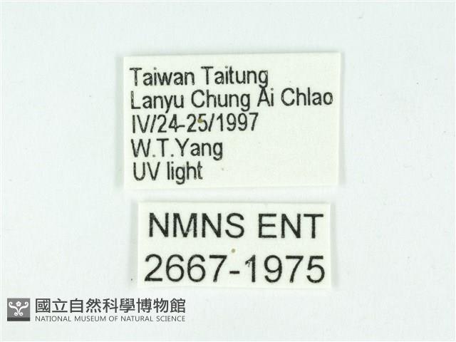 叉紋閃舞蛾藏品圖，第3張