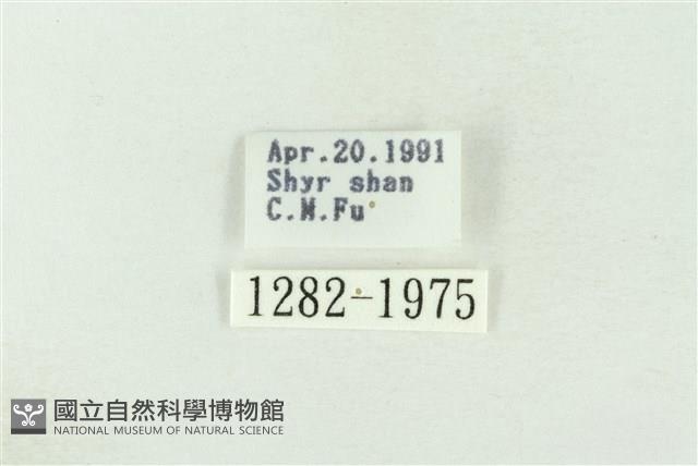 棍棒污燈蛾藏品圖，第3張