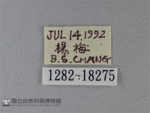 黃鉤蛺蝶藏品圖，第3張