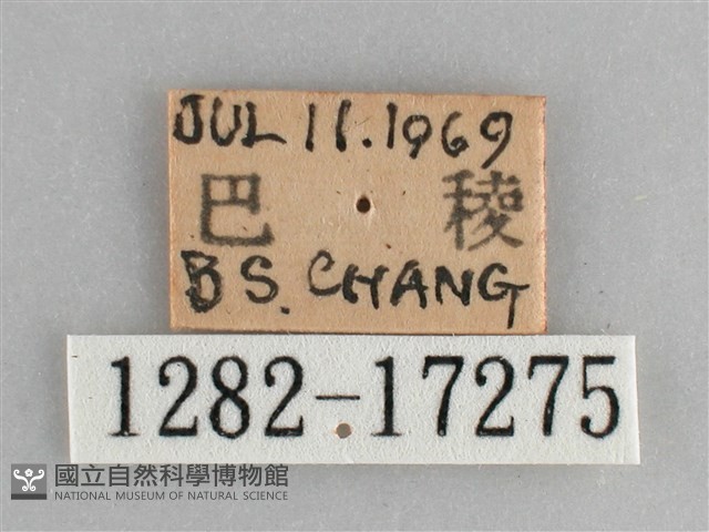 琉璃蛺蝶藏品圖，第3張