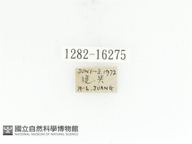 曹德褐騷金龜藏品圖，第2張