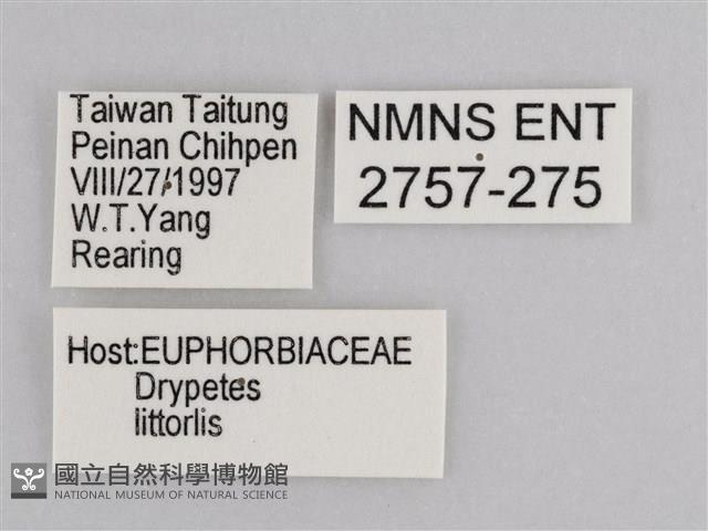 雲紋尖粉蝶藏品圖，第3張