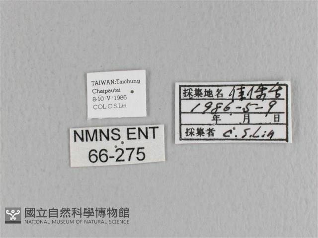 大褐斑枯葉蛾藏品圖，第3張