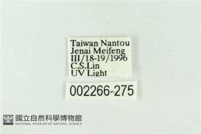 帶波紋蛾藏品圖，第3張