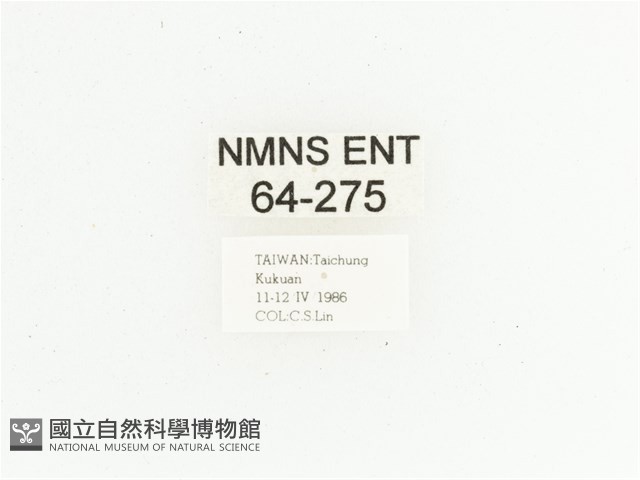 臺灣小綠花金龜藏品圖，第2張